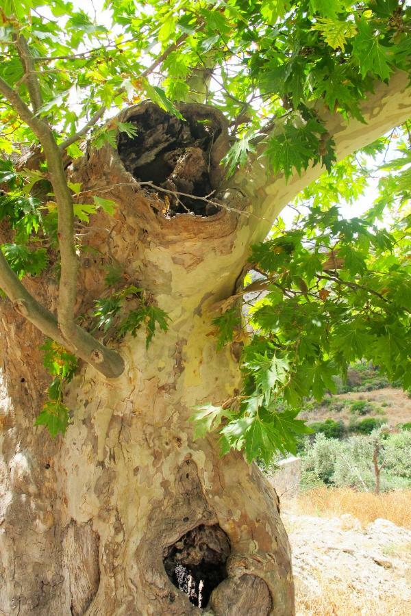 Petrakis Cretan Homes Kíssamos Dış mekan fotoğraf