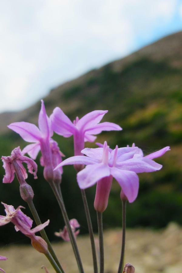 Petrakis Cretan Homes Kíssamos Dış mekan fotoğraf